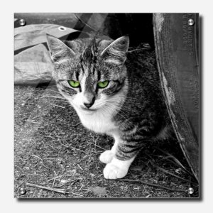 Fine Art Photography Acrylic Print Bella