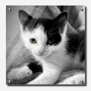 Fine Art Photography Acrylic Print Cosmo