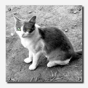 Fine Art Photography Acrylic Print Jinx