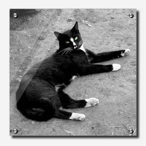 Fine Art Photography Acrylic Print Kiss