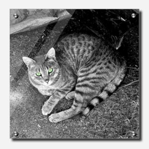 Fine Art Photography Acrylic Print Link