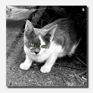 Fine Art Photography Acrylic Print Zeus