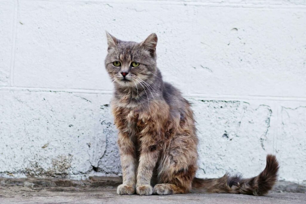 Cat Overpopulation Leads to Starvation, Disease, and Preventable Suffering