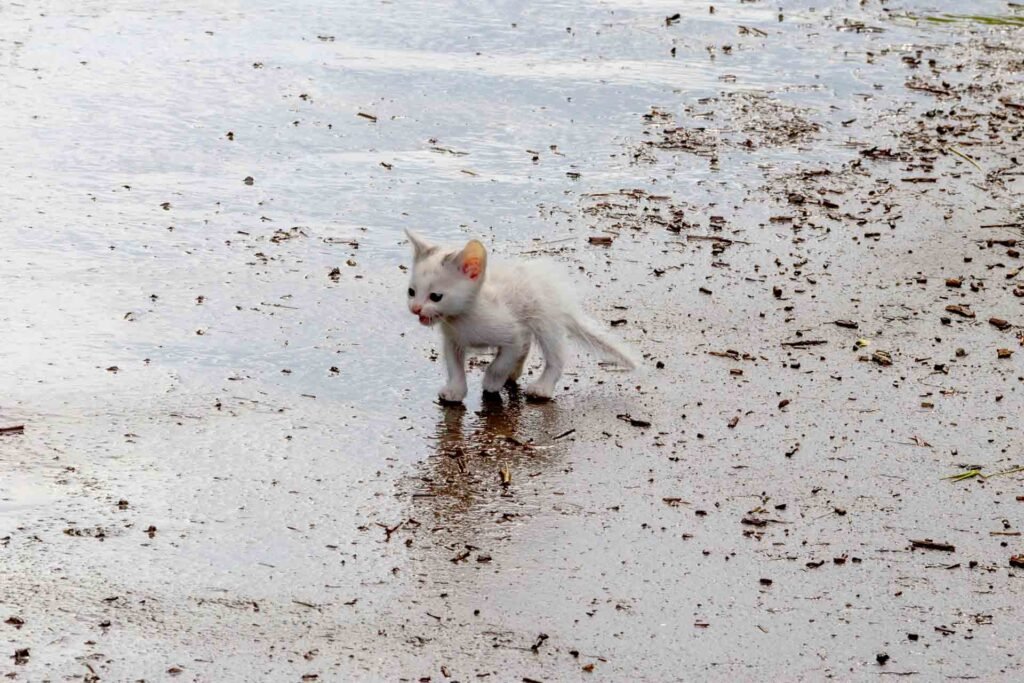 Why Spay and Neuter Programs Matter for Feral Cats and Low-Income Families